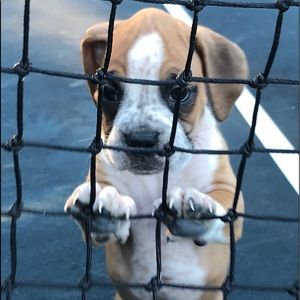 Meet your Posher, Dawn